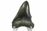 Serrated, Fossil Megalodon Tooth - South Carolina #170587-2